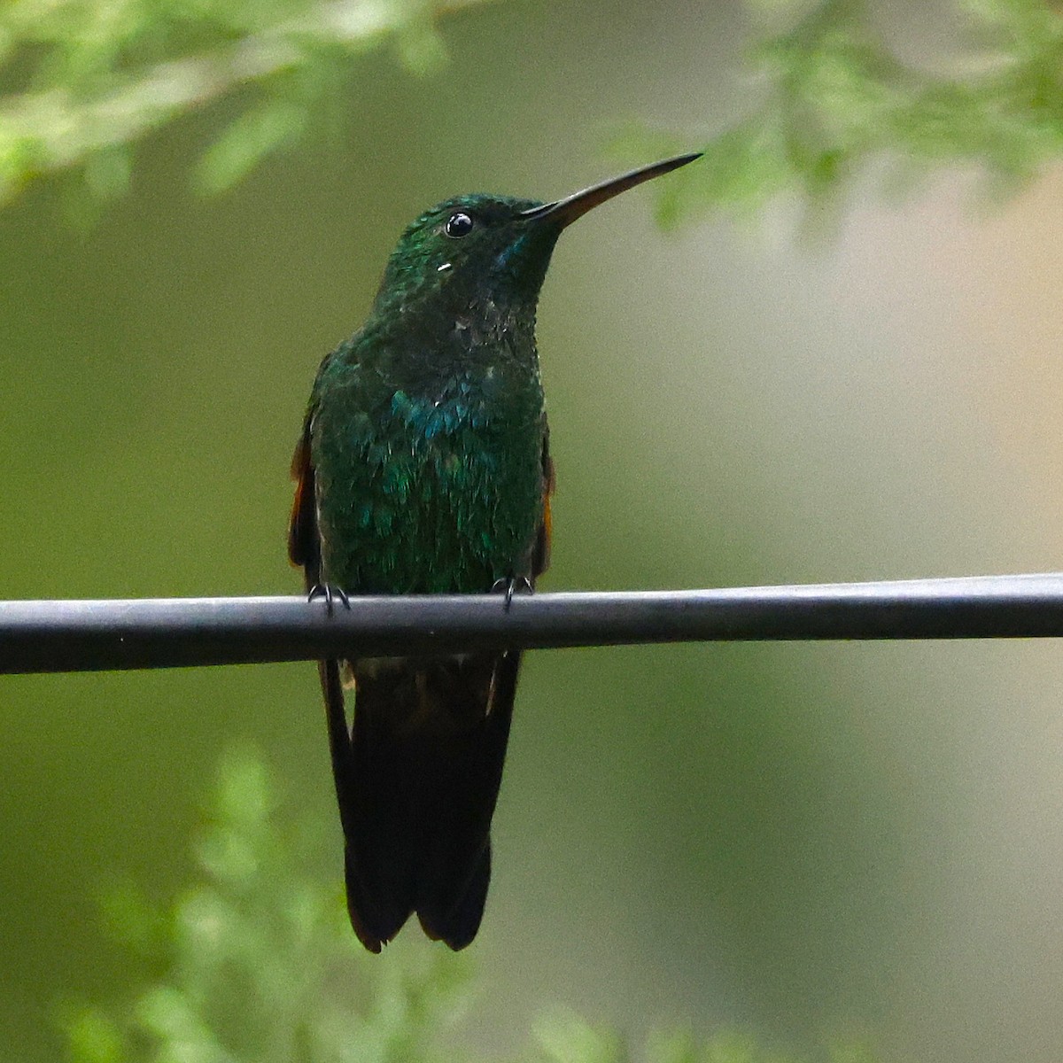 Blue-tailed Hummingbird - ML642138513