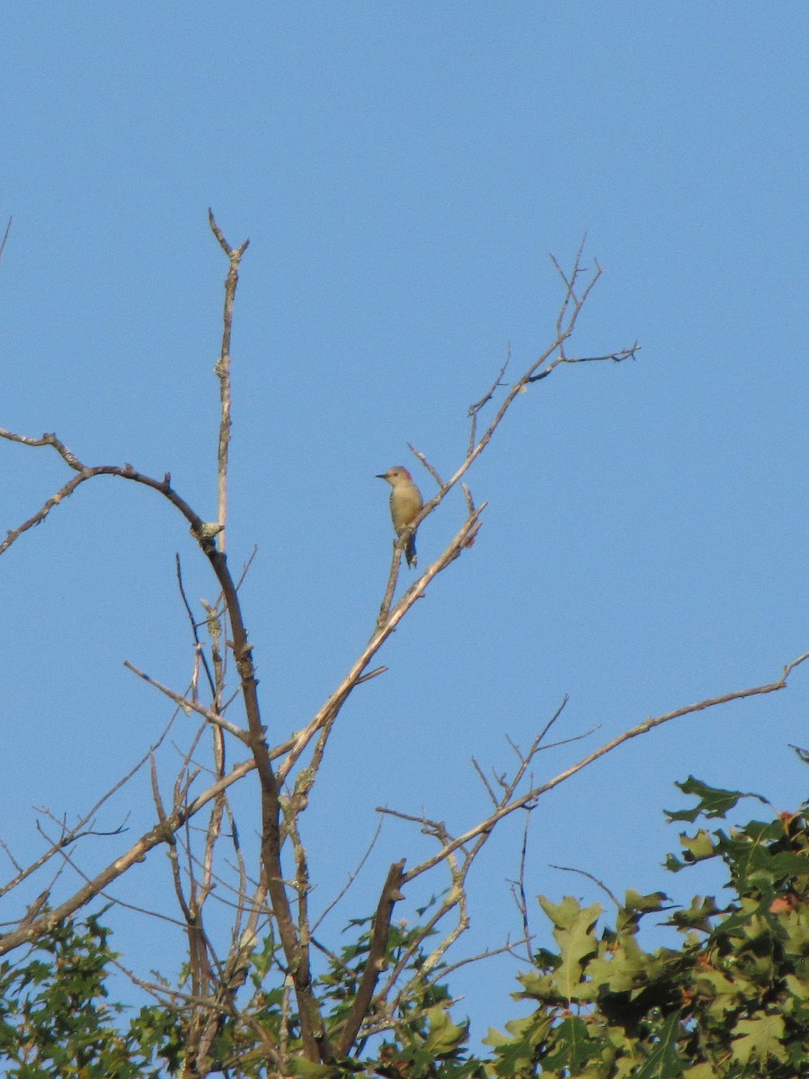 Red-bellied Woodpecker - ML642138515