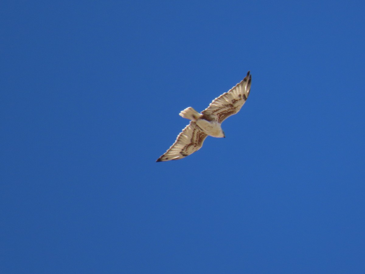 Ferruginous Hawk - ML642138516