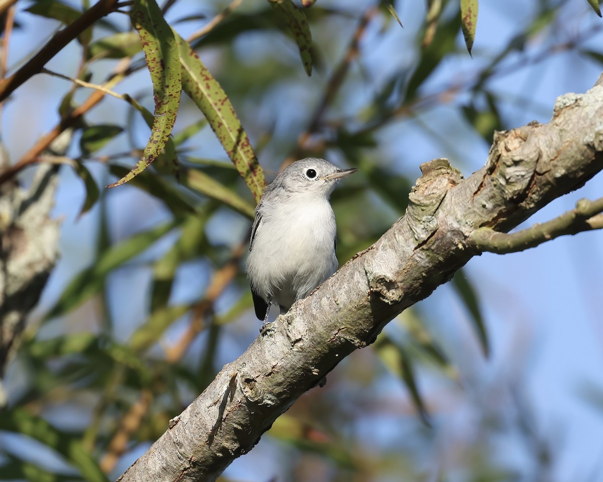 Blue-gray Gnatcatcher - ML642138527