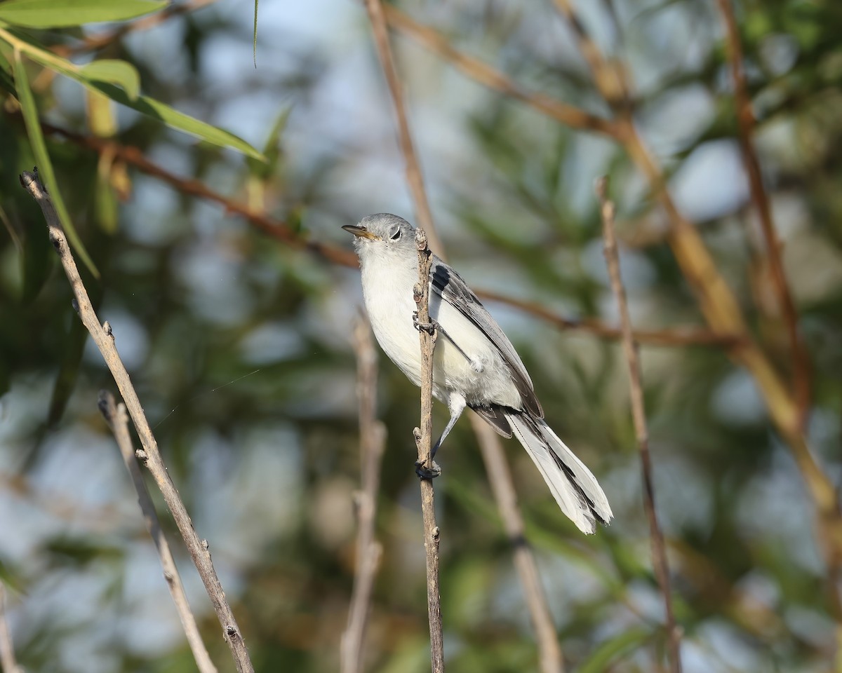 Blue-gray Gnatcatcher - ML642138528