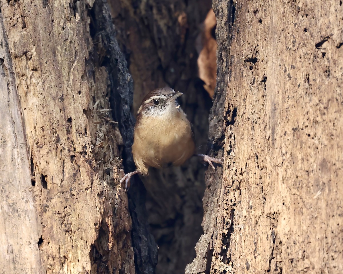 Carolina Wren - ML642138529