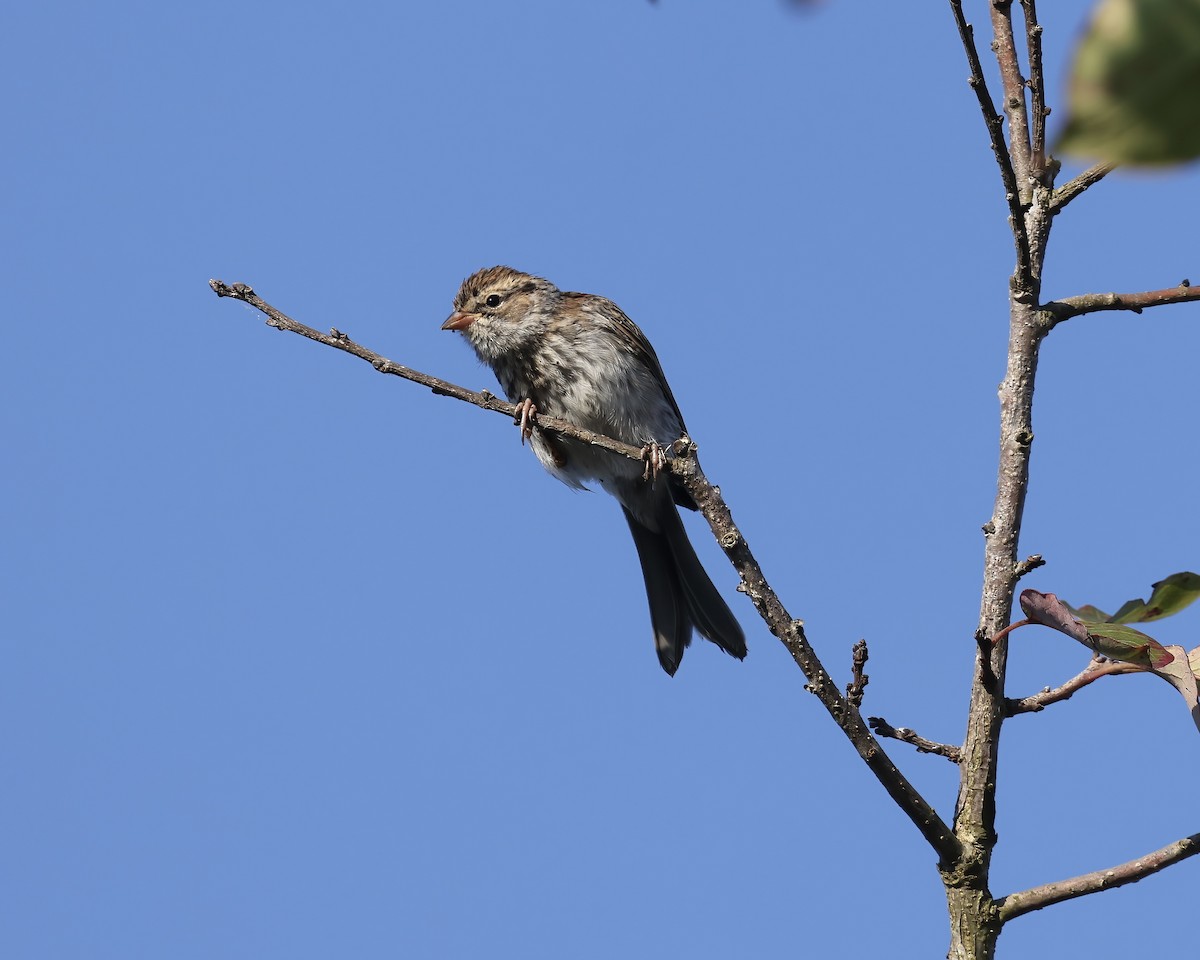 Chipping Sparrow - ML642138538