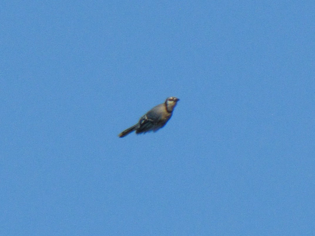 Blue Jay - ML642138540