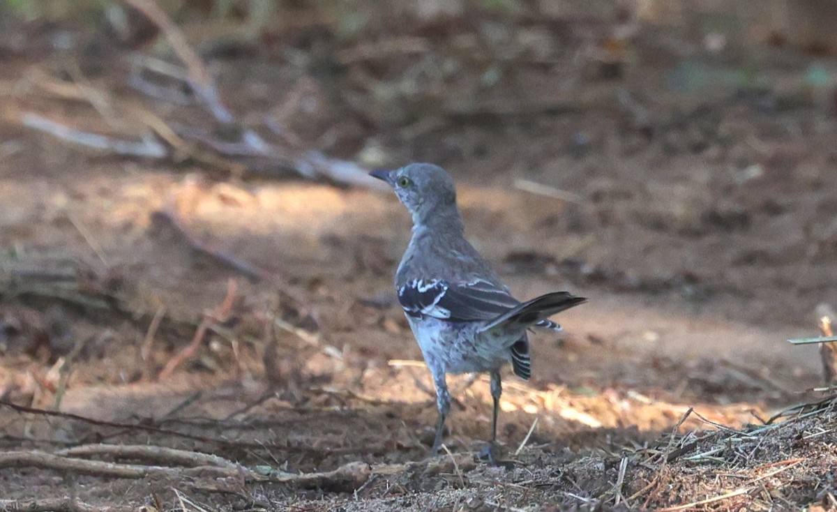 חקיינית צפונית - ML642138544