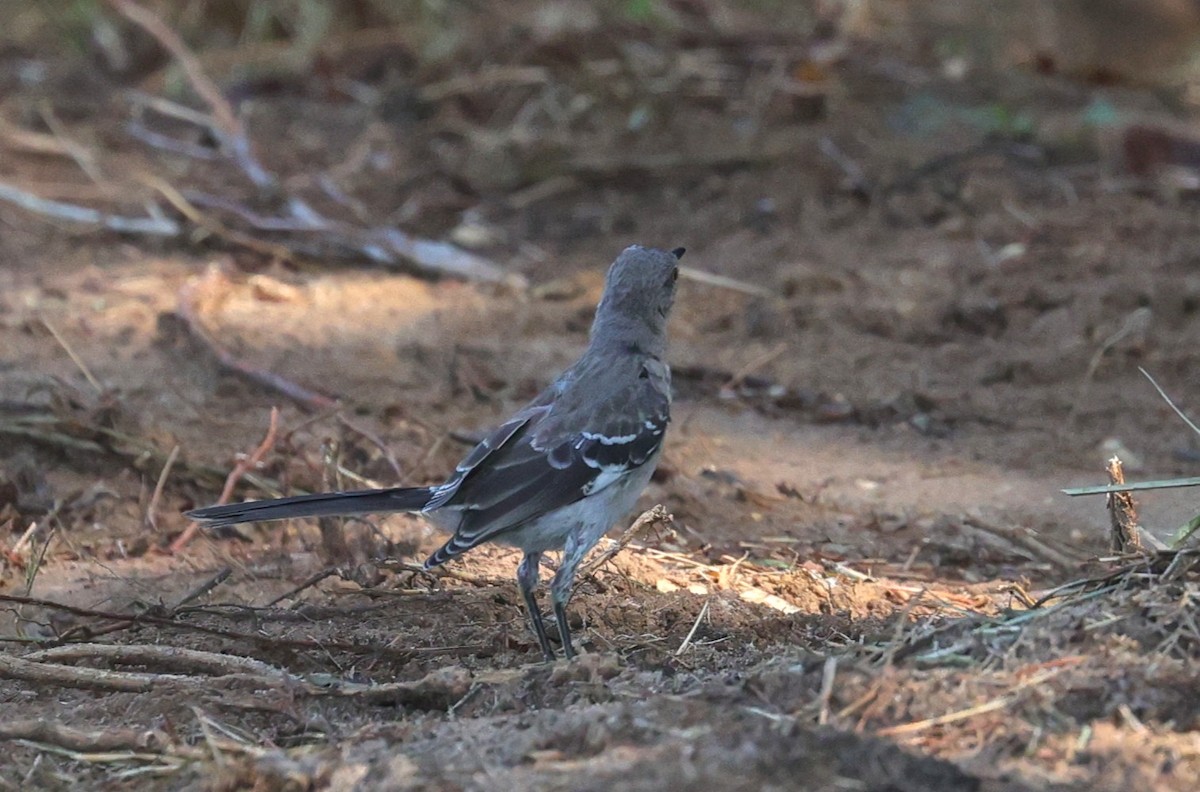חקיינית צפונית - ML642138545