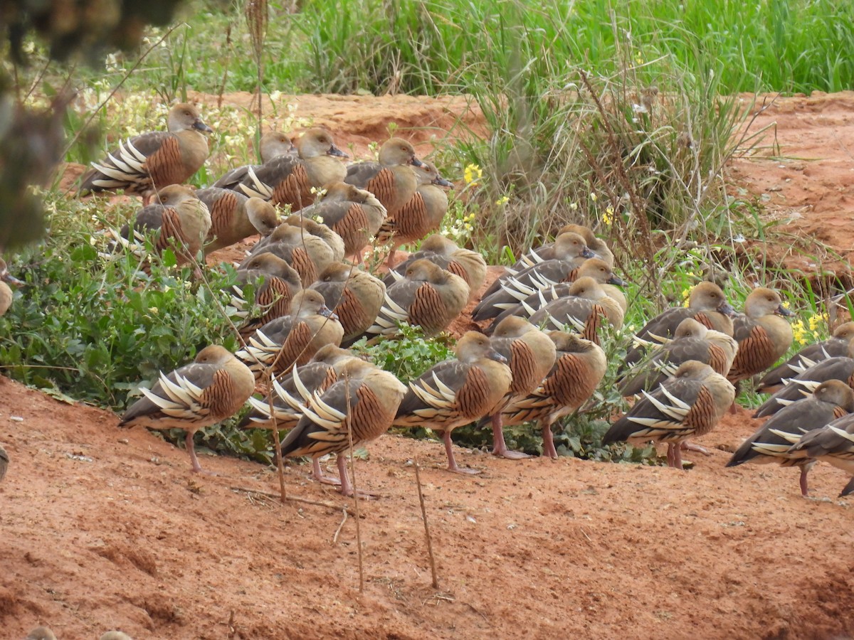 Plumed Whistling-Duck - ML642138547