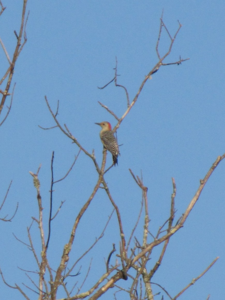 Red-bellied Woodpecker - ML642138555