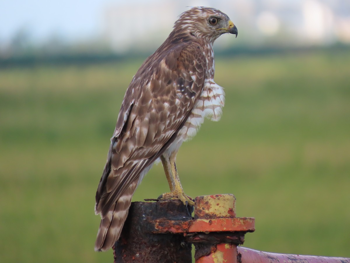 Red-shouldered Hawk - ML642138563