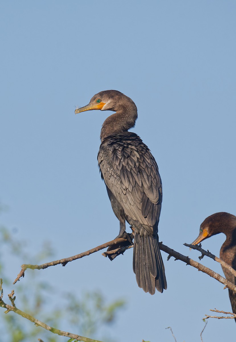 Neotropic Cormorant - ML642138564