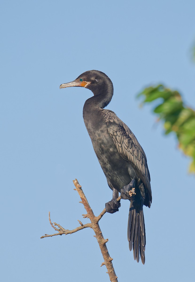 Neotropic Cormorant - ML642138565