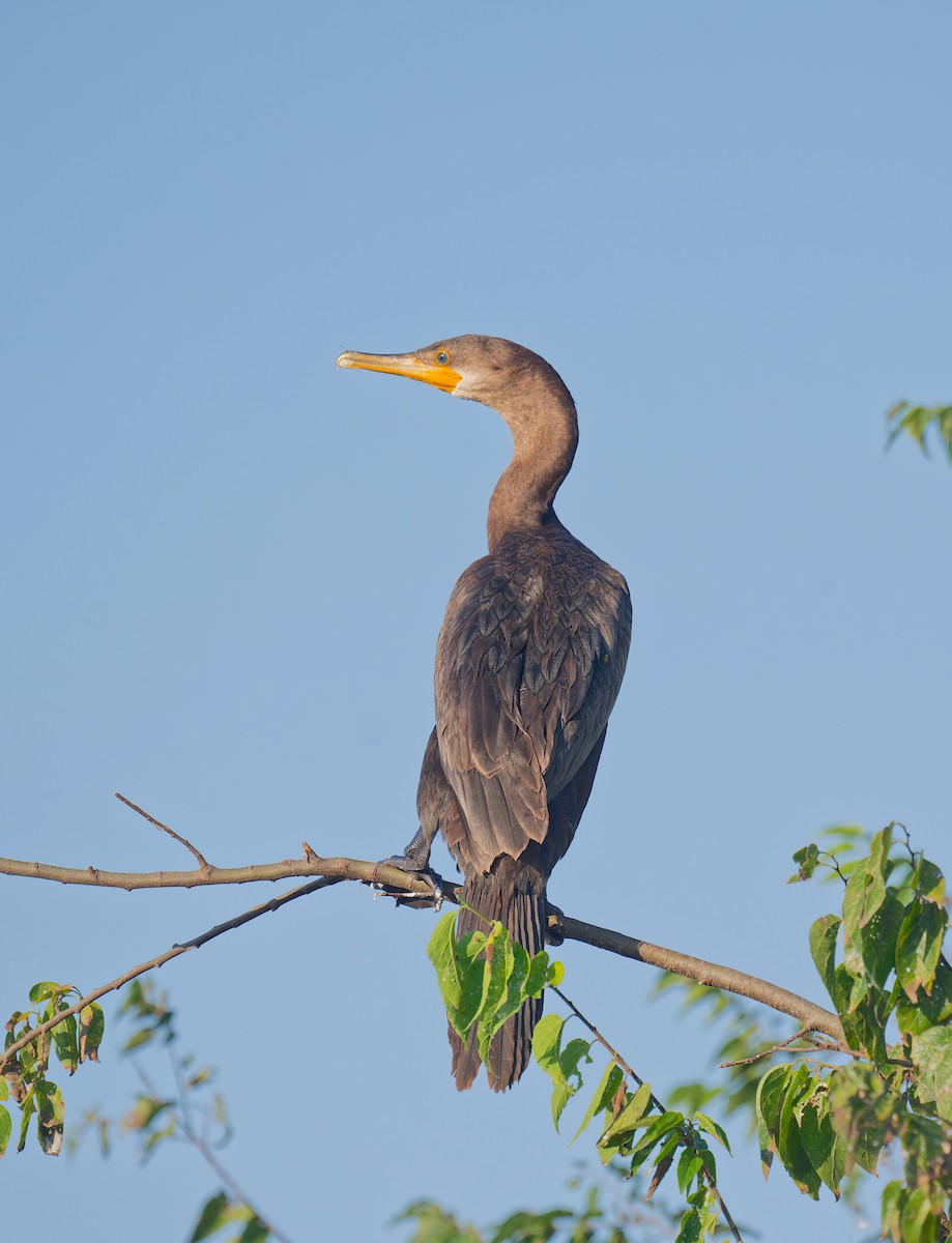 Neotropic Cormorant - ML642138567