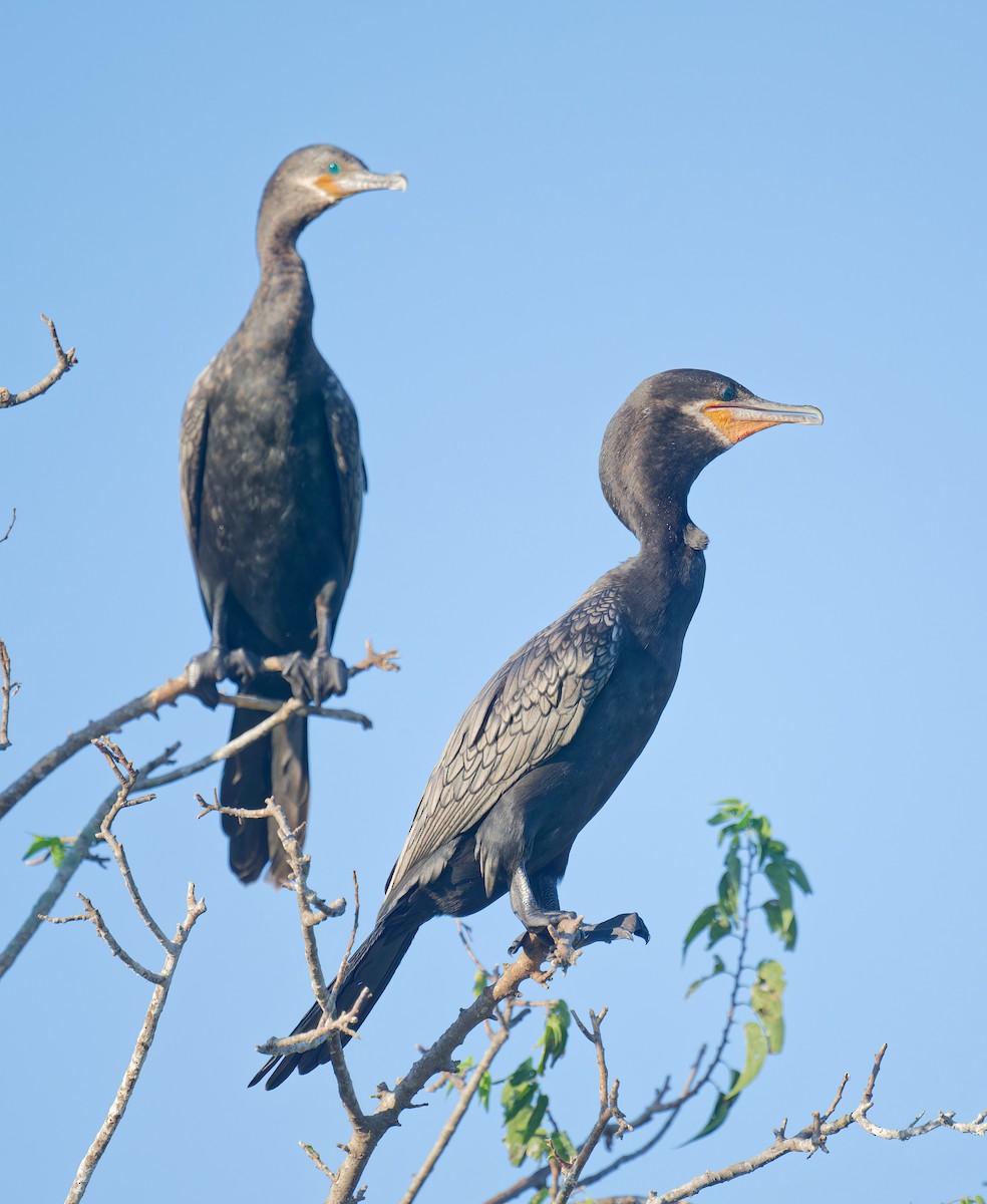 Neotropic Cormorant - ML642138568