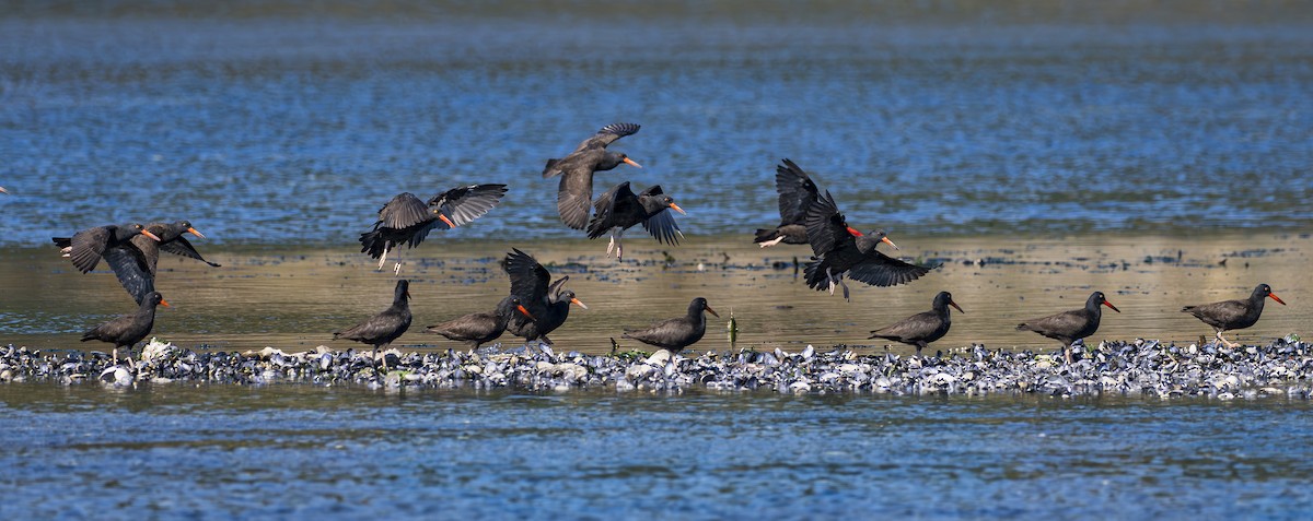 Black Oystercatcher - ML642138569