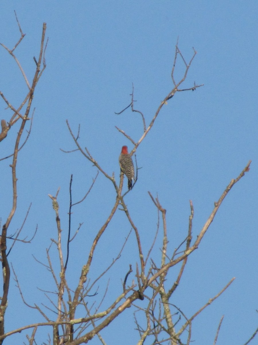 Red-bellied Woodpecker - ML642138572