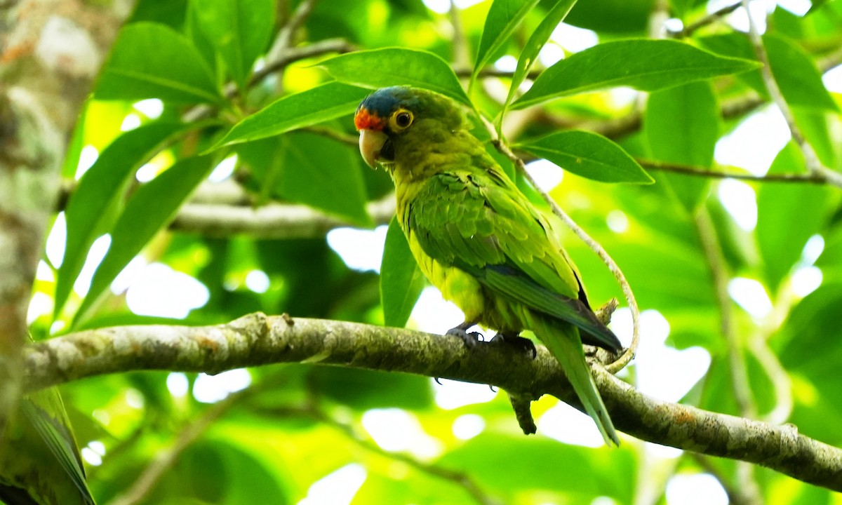 Conure à front rouge - ML642138573