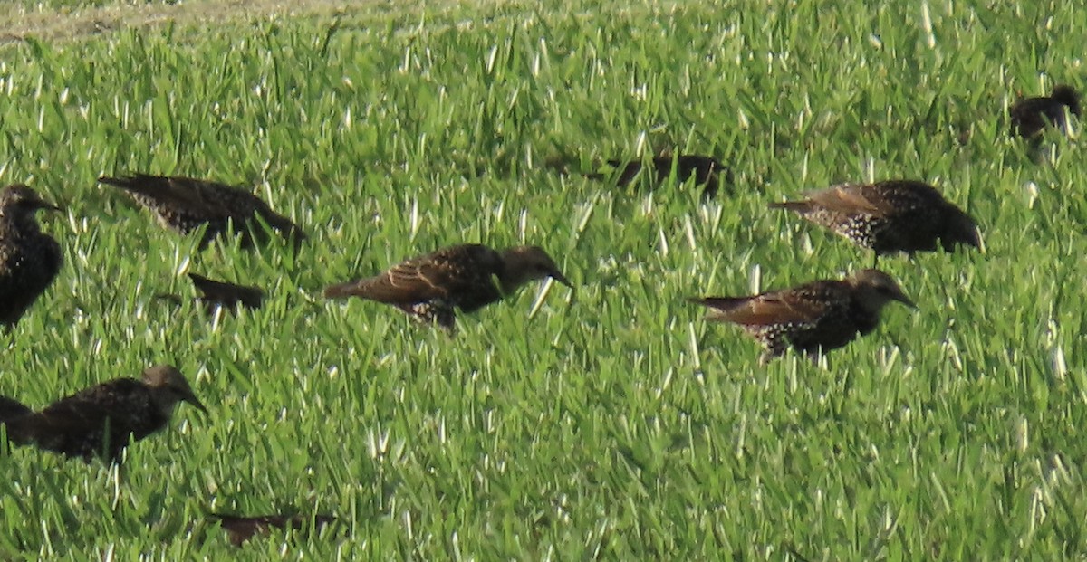European Starling - ML642138580