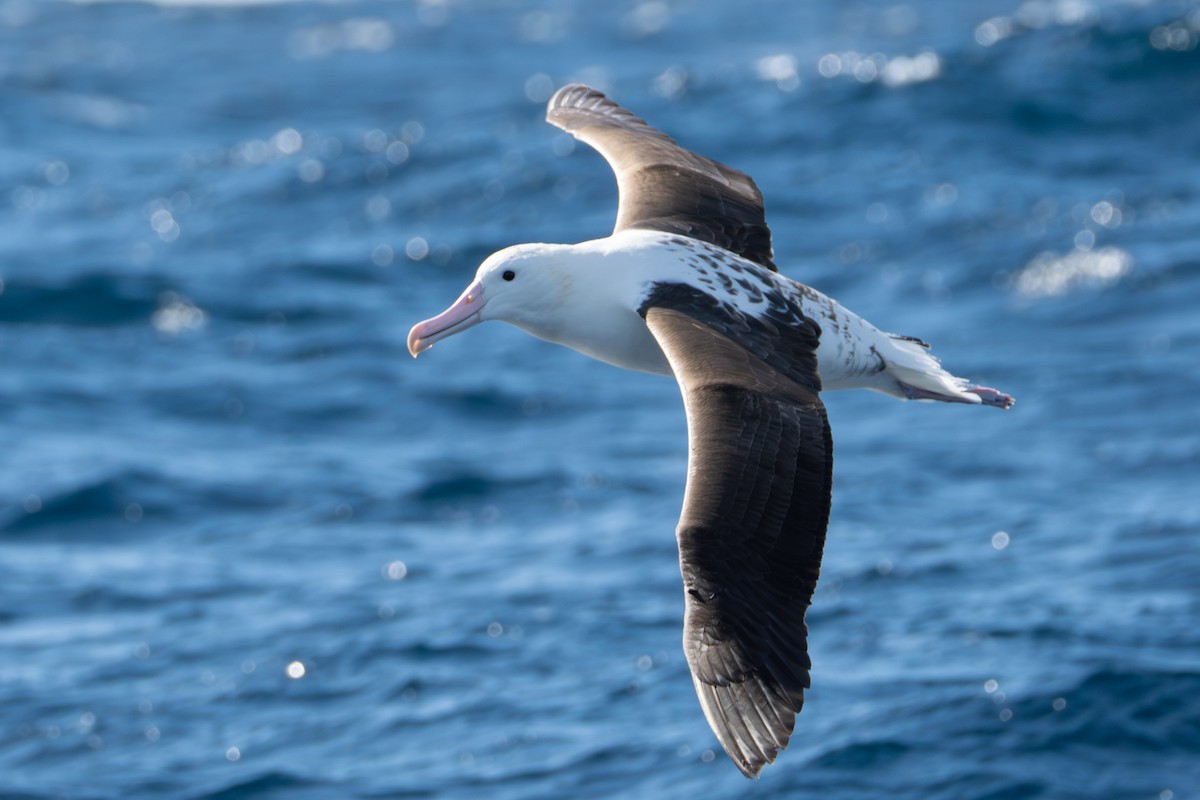 Northern Royal Albatross - ML642138582
