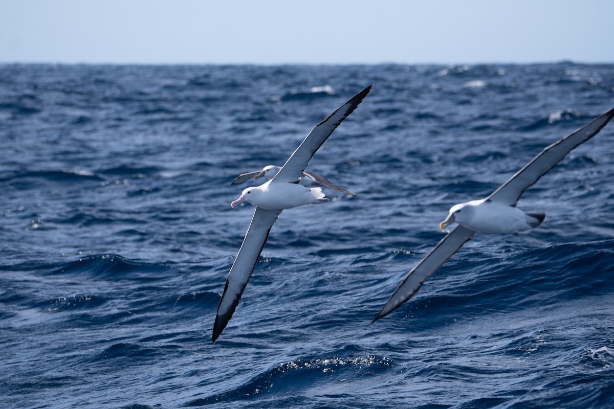 Northern Royal Albatross - ML642138583