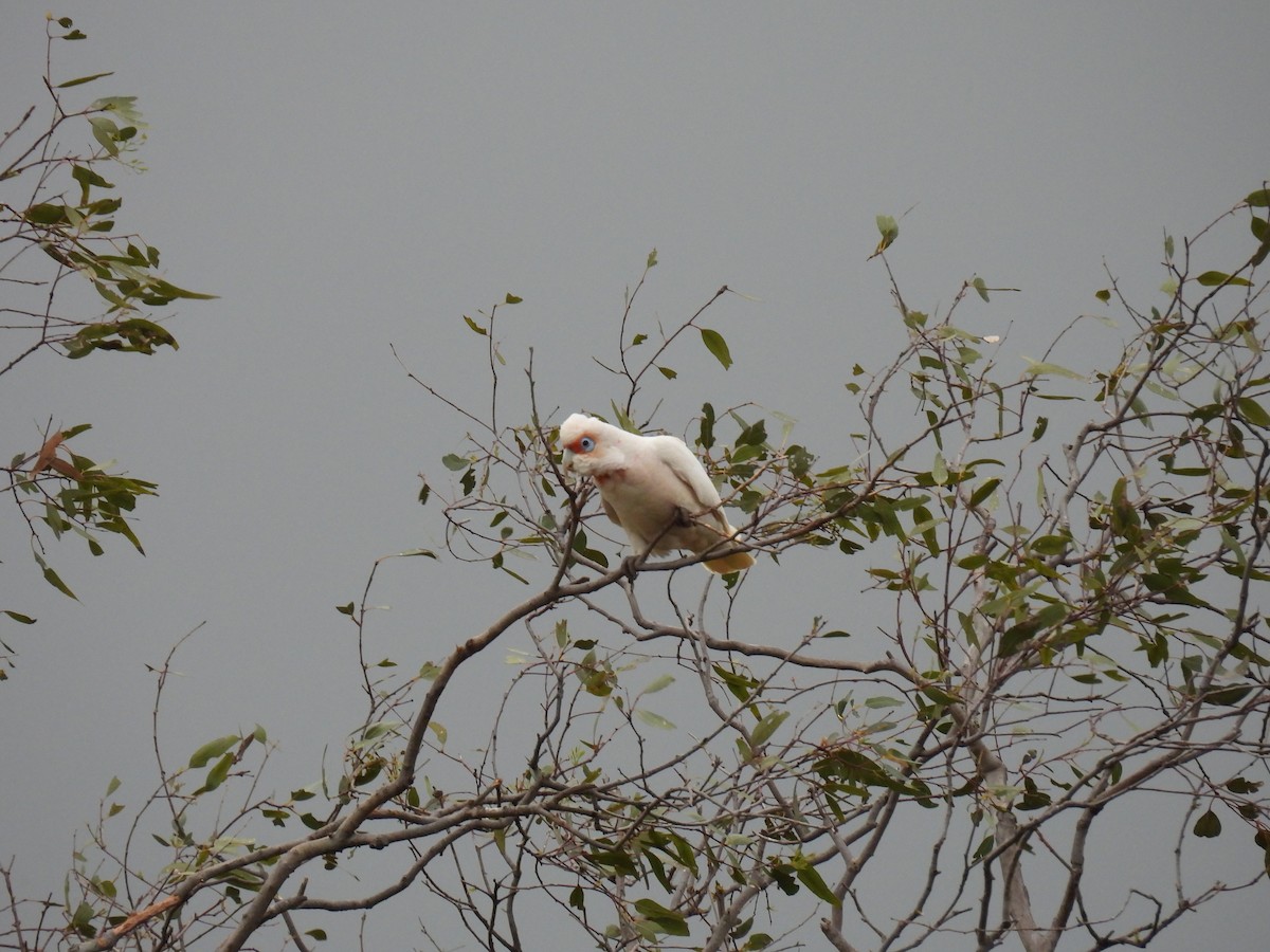 Long-billed Corella - ML642138585