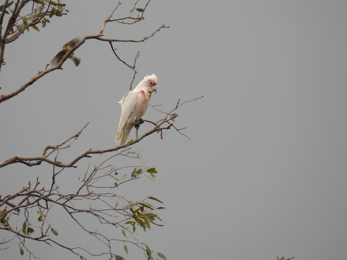 Long-billed Corella - ML642138590