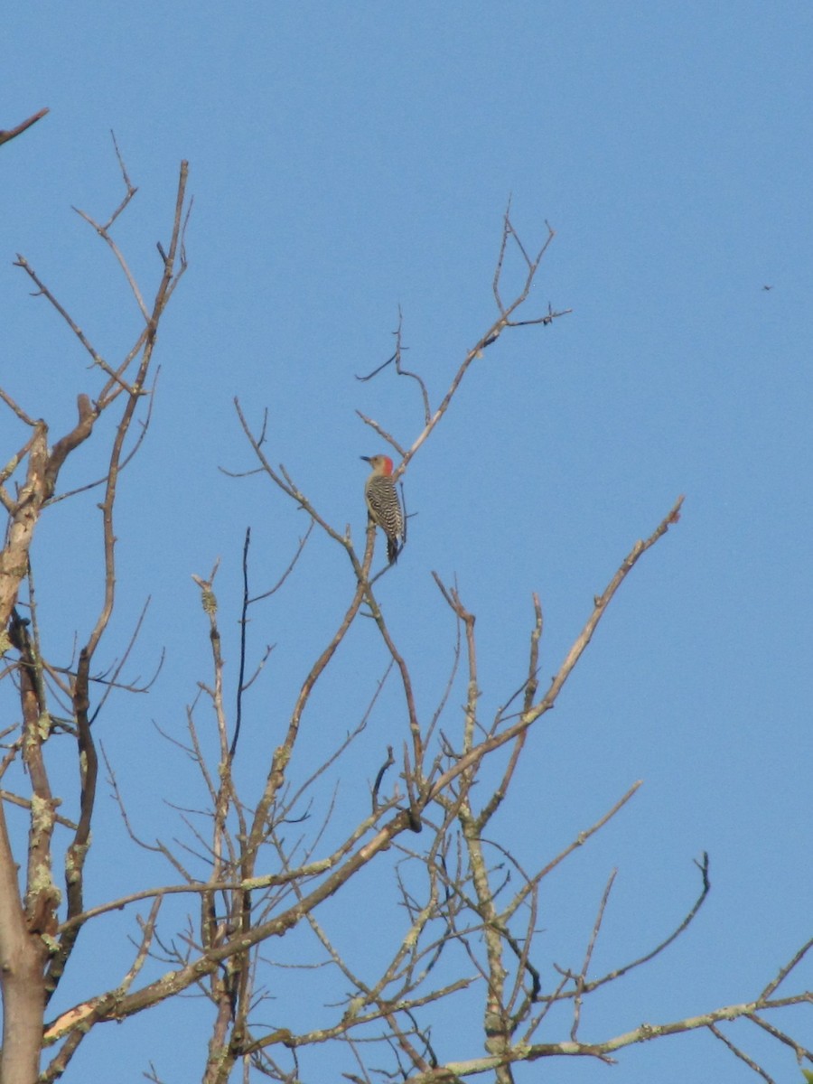 Red-bellied Woodpecker - ML642138596