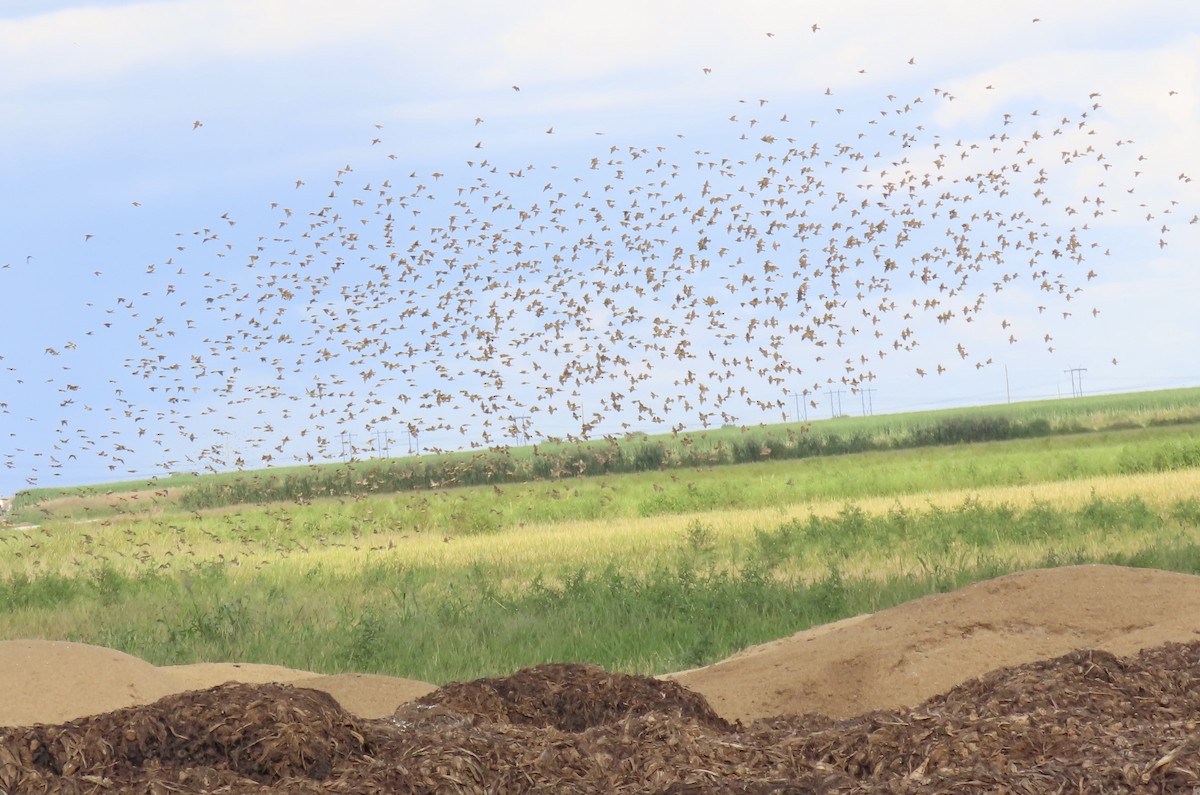 Bobolink - ML642138598