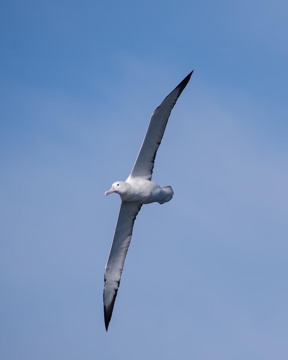 Southern Royal Albatross - ML642138602
