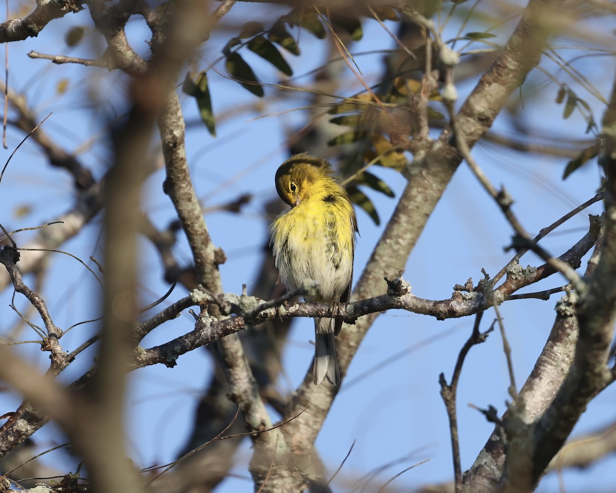 Pine Warbler - ML642138604