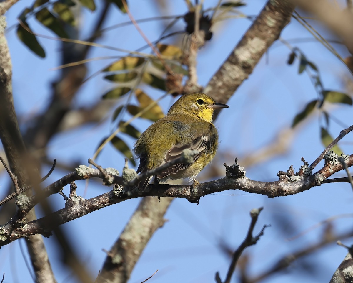 Pine Warbler - ML642138605