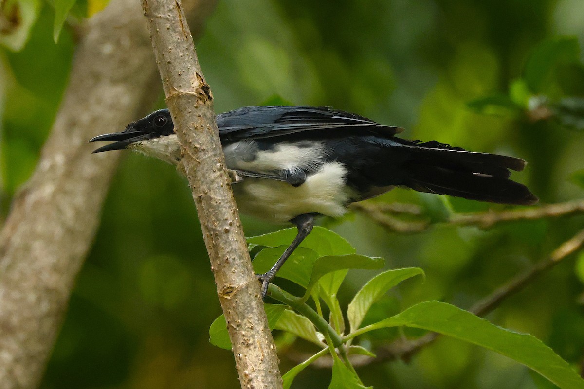 Blue-and-white Mockingbird - ML642138606