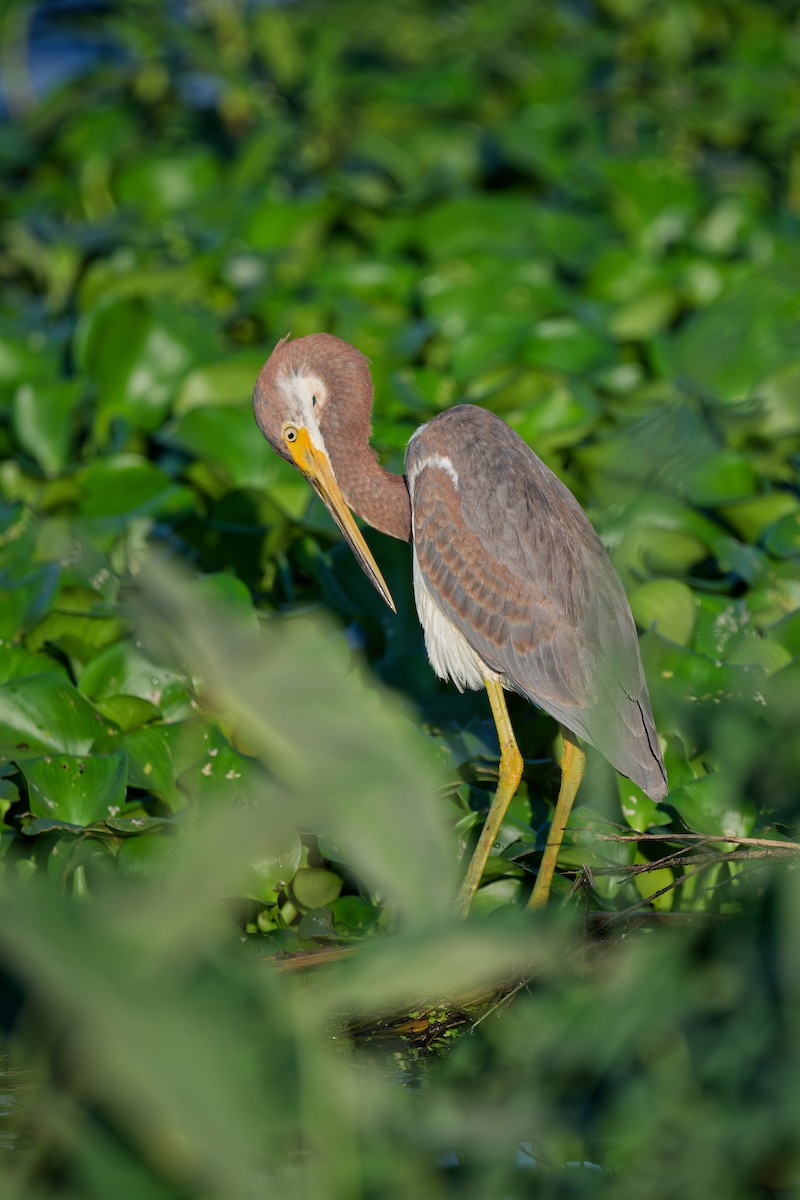 Tricolored Heron - ML642138608