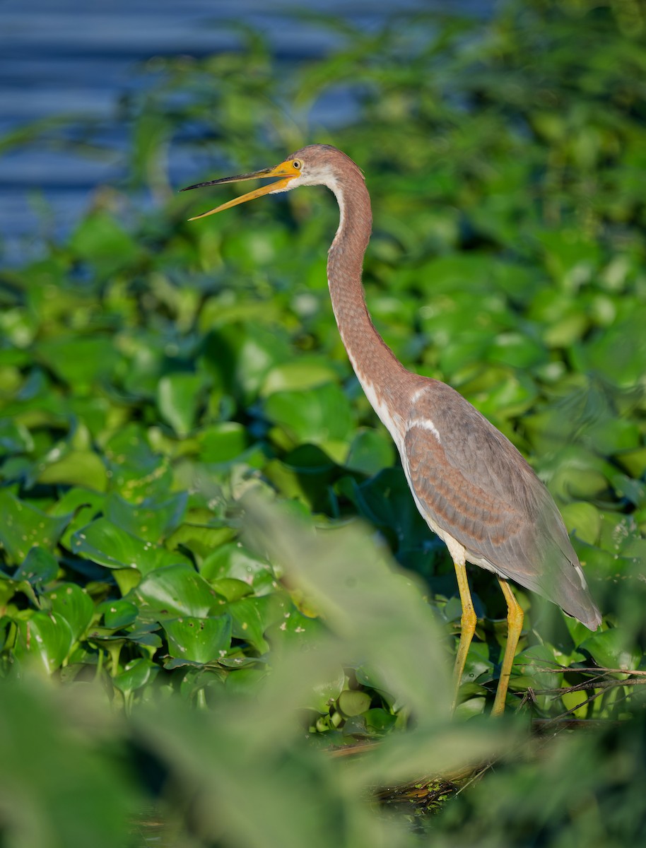 Tricolored Heron - ML642138609