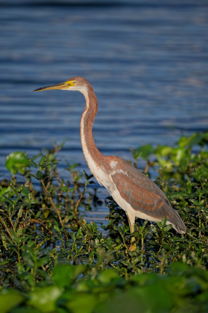 Tricolored Heron - ML642138610