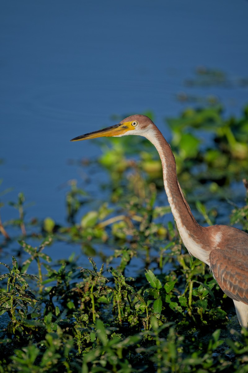Tricolored Heron - ML642138611