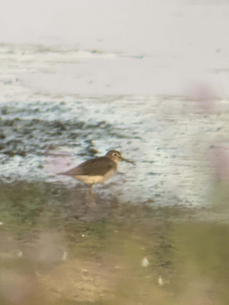 Solitary Sandpiper - ML642138614