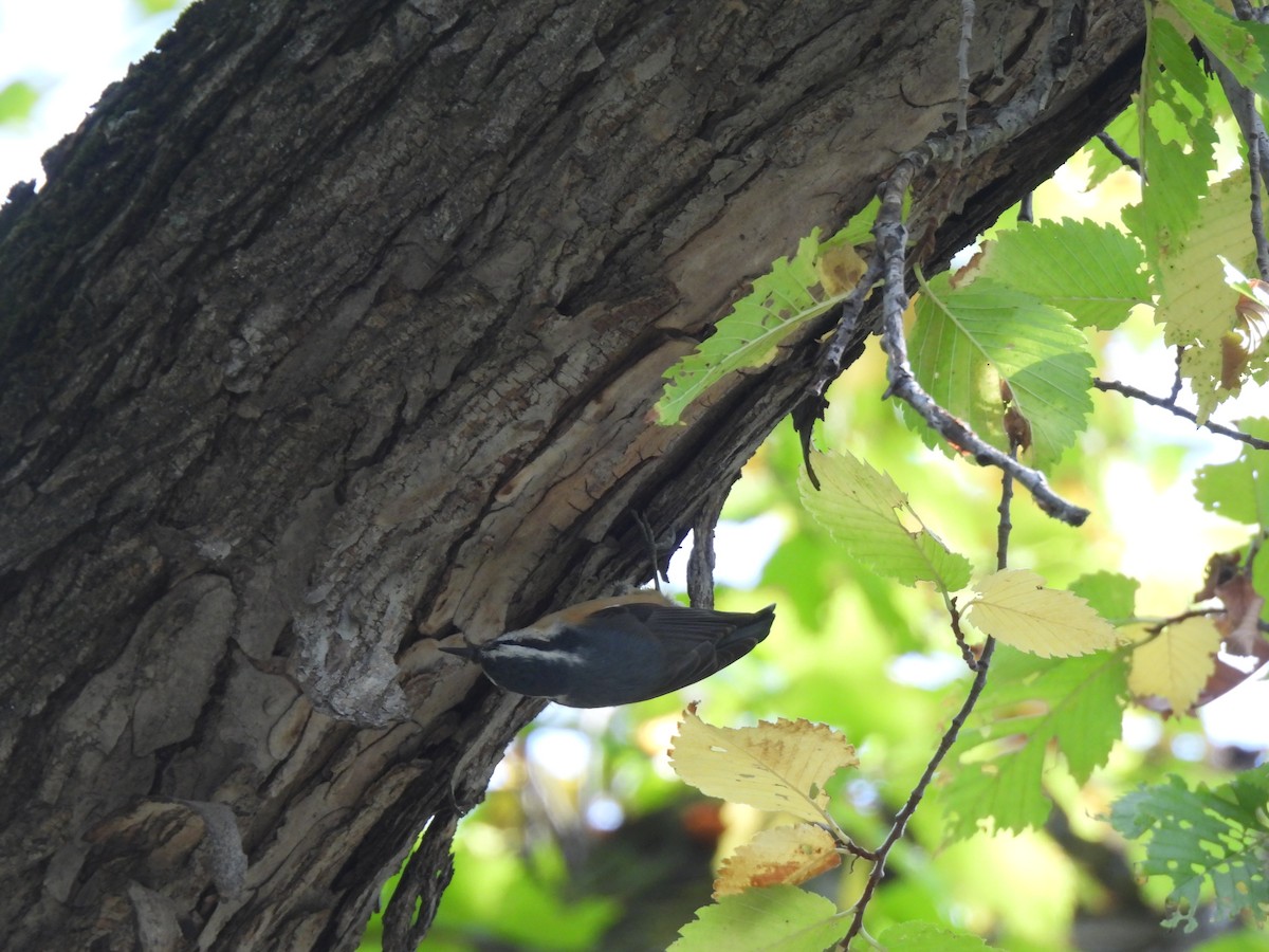 Red-breasted Nuthatch - ML642138618