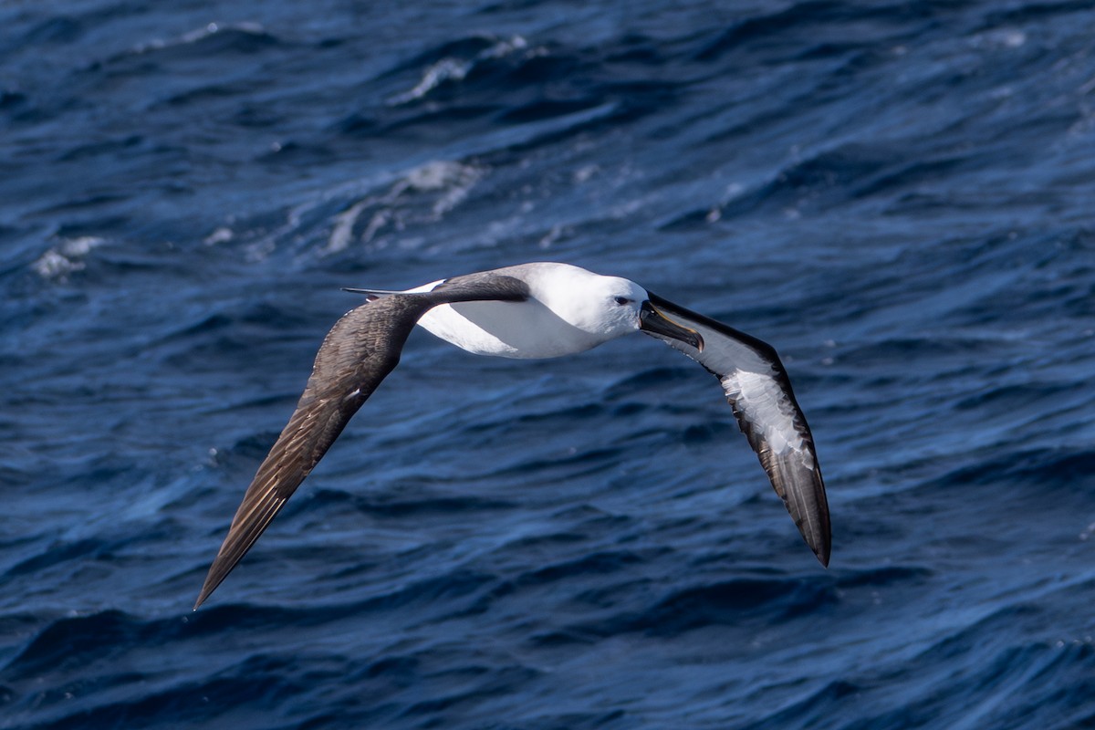 Indian Yellow-nosed Albatross - ML642138619