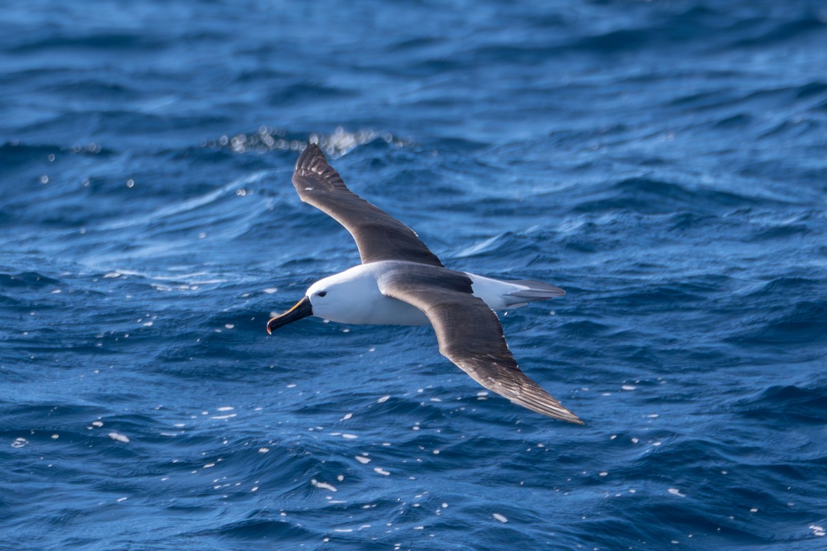 Indian Yellow-nosed Albatross - ML642138620