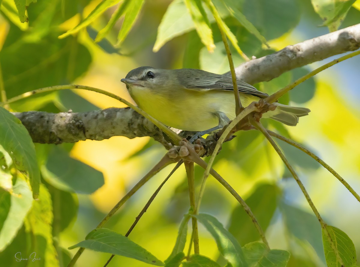 Philadelphia Vireo - ML642138621