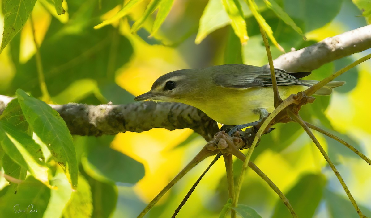 Philadelphia Vireo - ML642138622