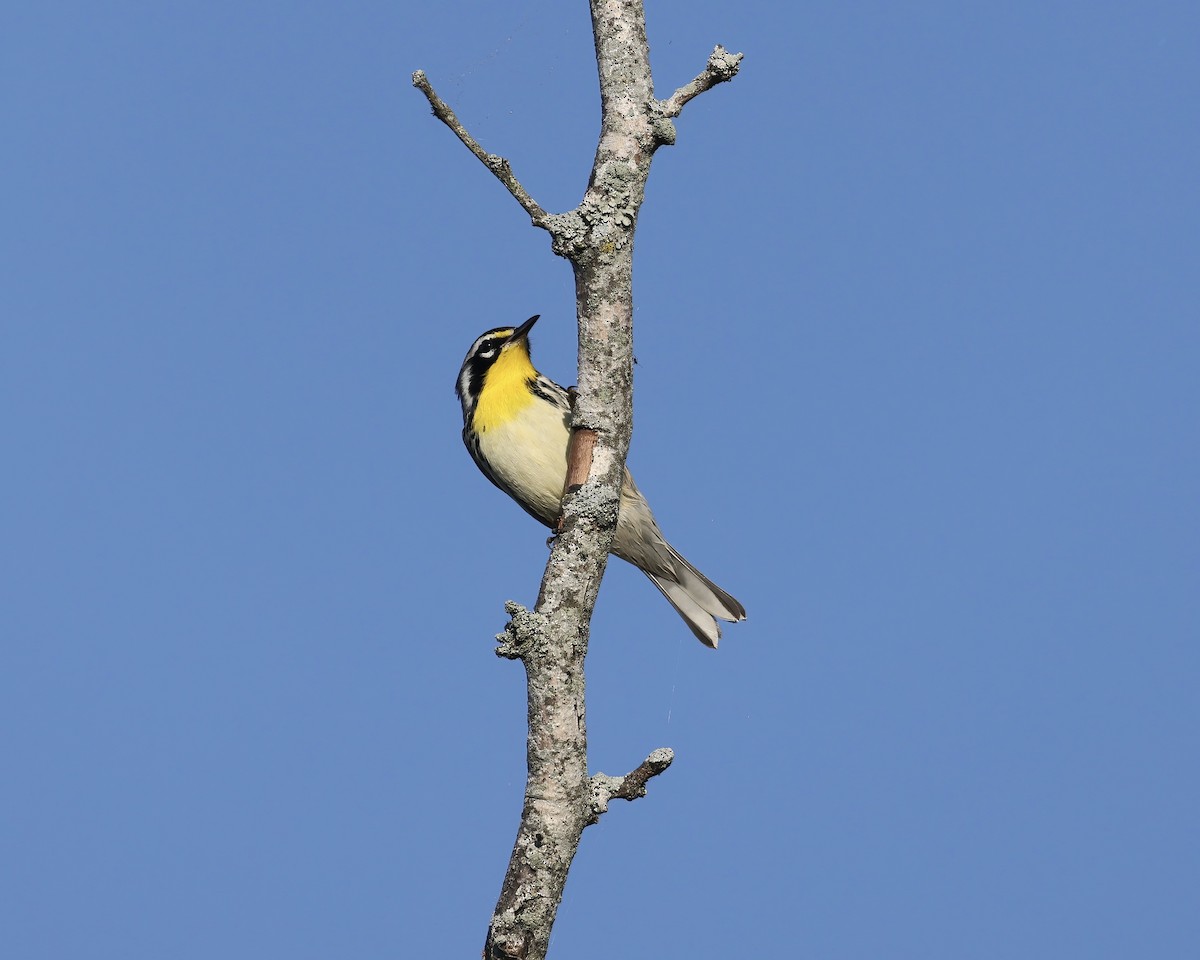 Yellow-throated Warbler - ML642138623