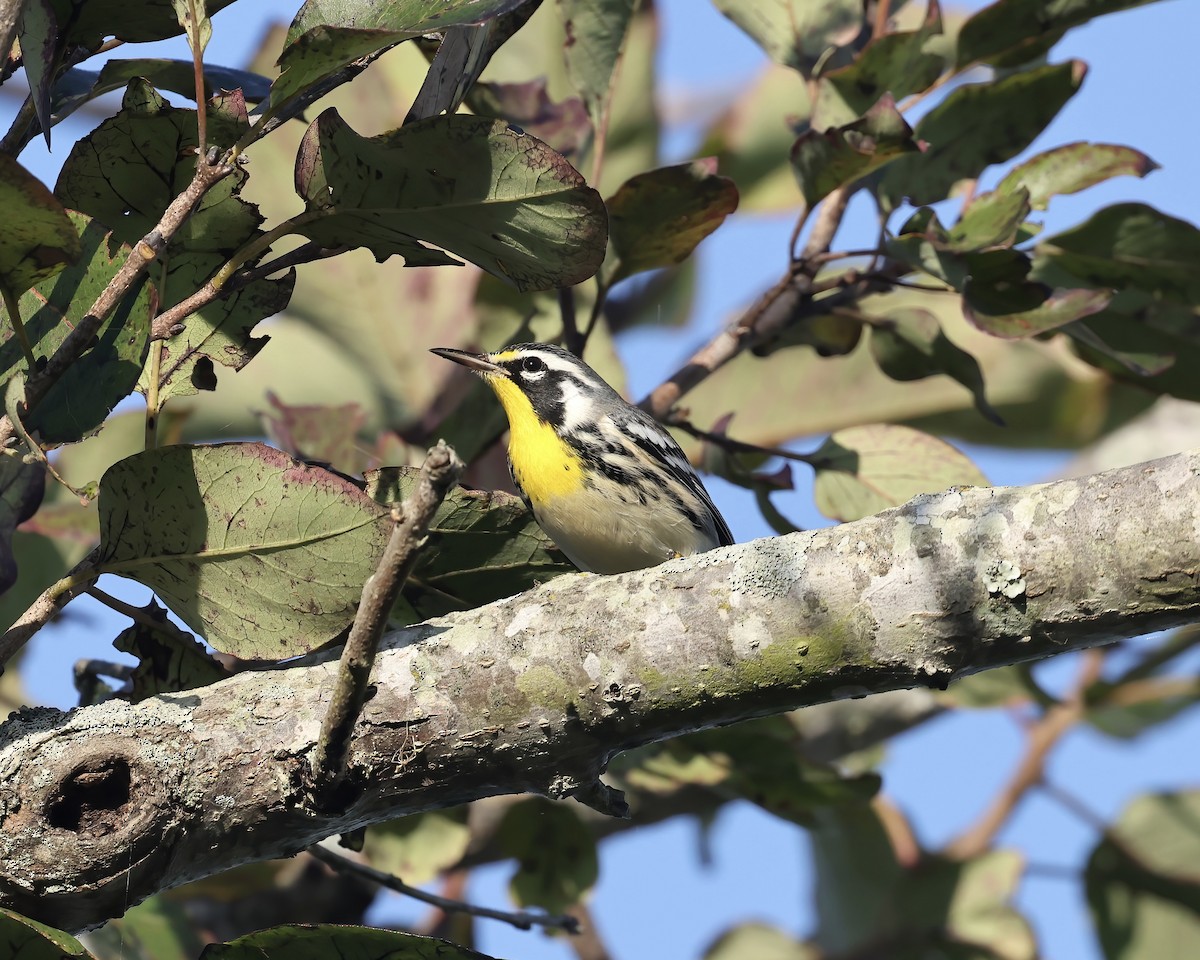 Yellow-throated Warbler - ML642138624