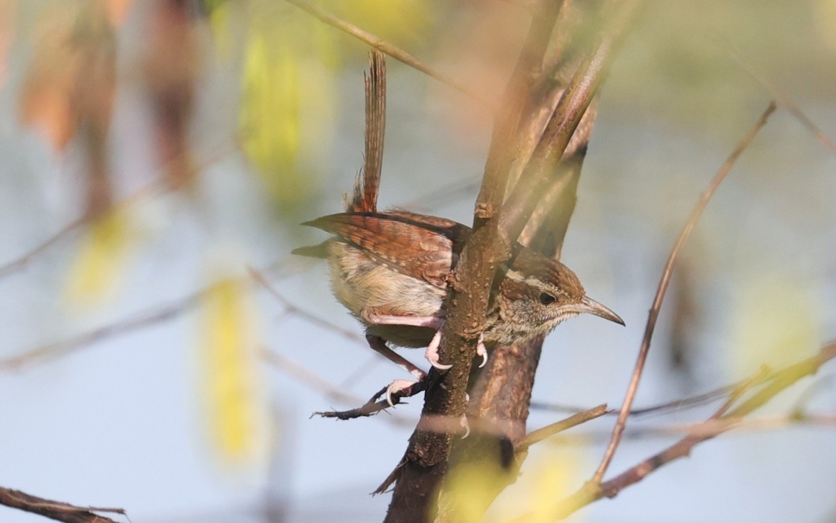 Carolina Wren - ML642138626