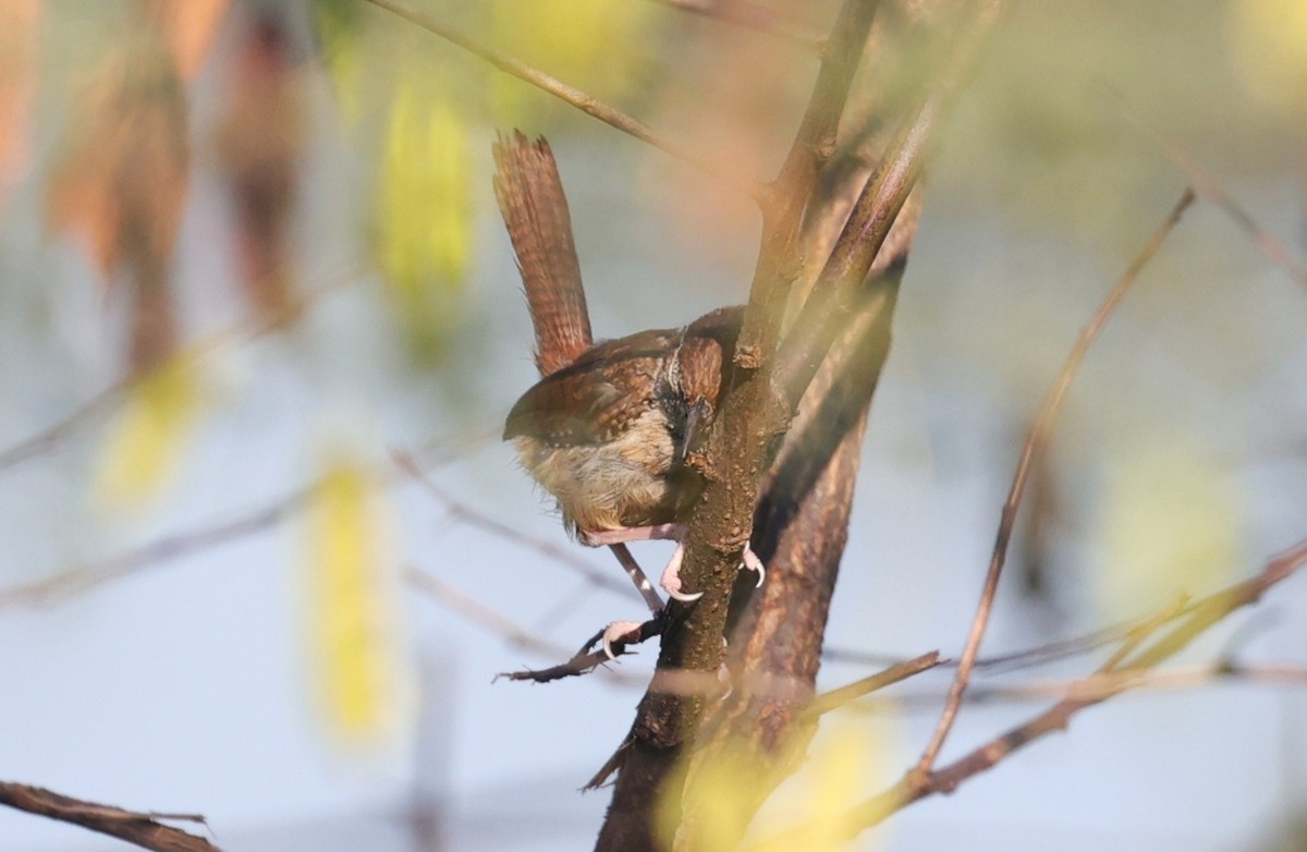 Carolina Wren - ML642138627