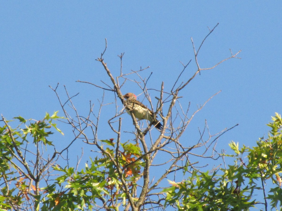 Northern Flicker - ML642138629