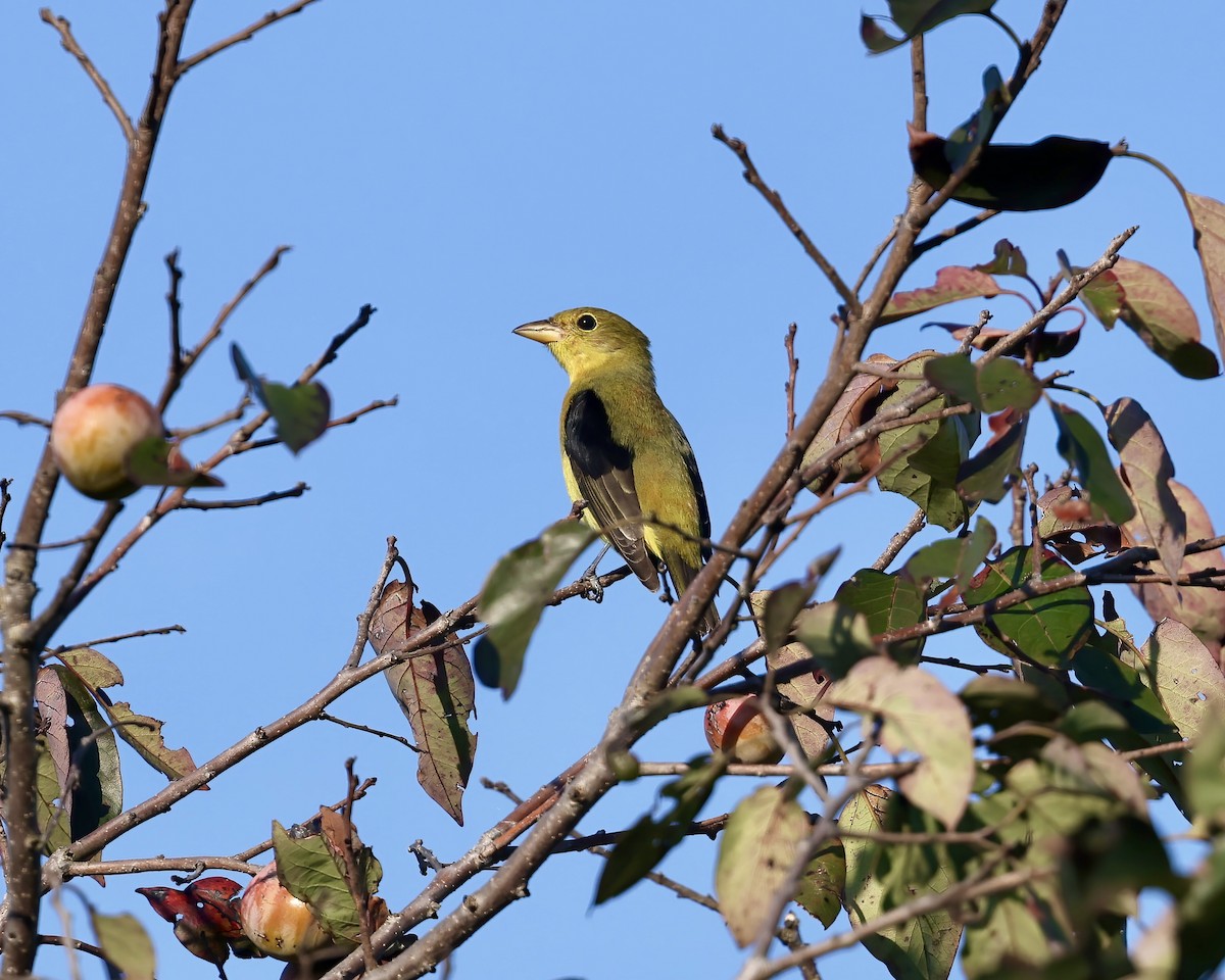 Scarlet Tanager - ML642138630