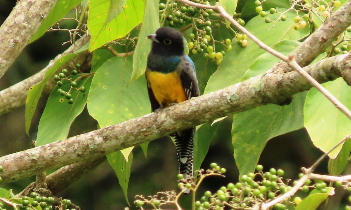 Mor Trogon - ML642138645
