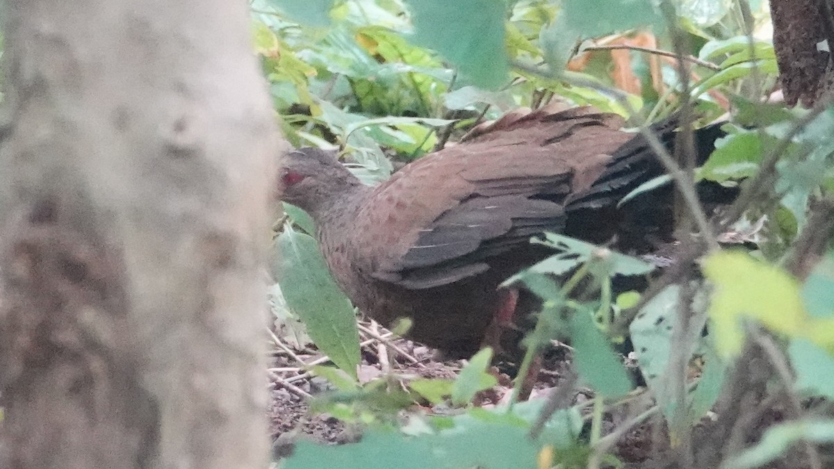 Red Spurfowl - ML642138647