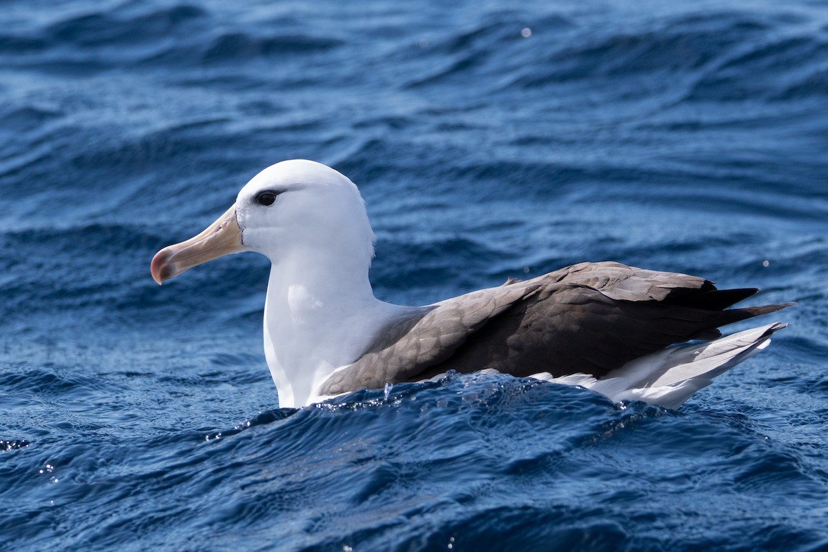 Schwarzbrauenalbatros - ML642138648